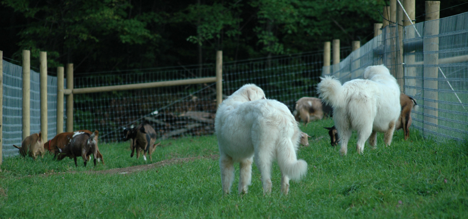 Livestock Guardian Dogs image