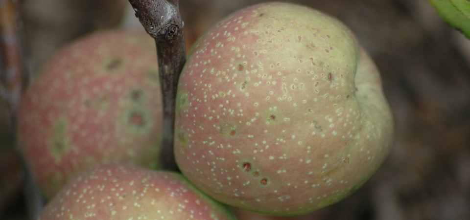 Gardens Fruits image