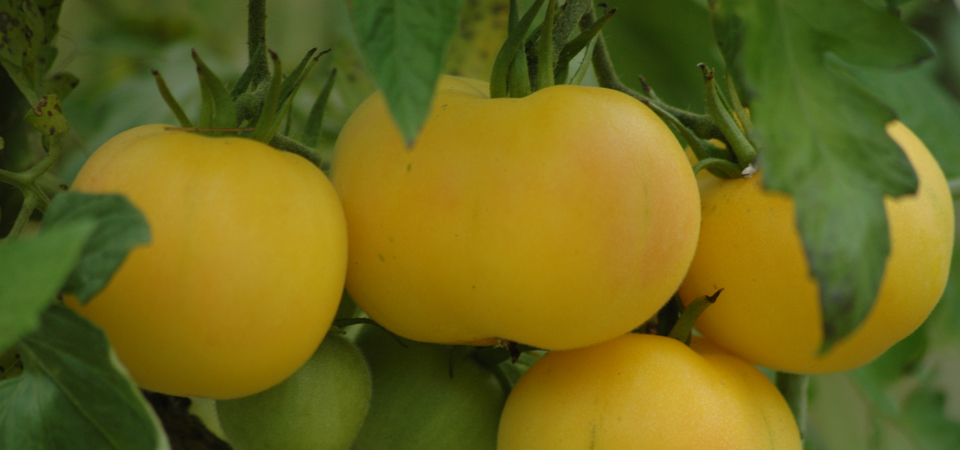  Gardens Vegetables image